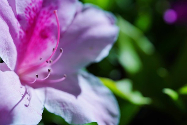 美丽的杜鹃花盛开的春景。图片下载