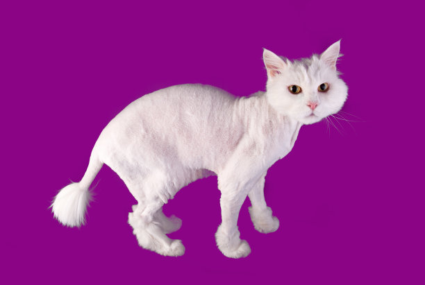 白色有趣的梳毛猫与短发型和流苏尾巴孤立在紫罗兰的背景。图片下载