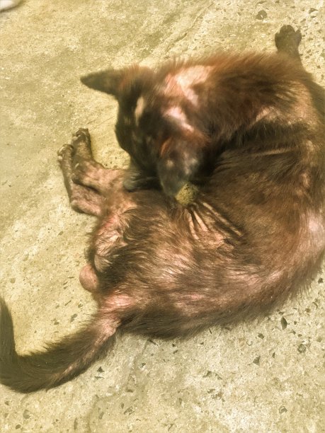 狗麻风病狗或犬麻风病的皮肤病躺在地板上。图片下载