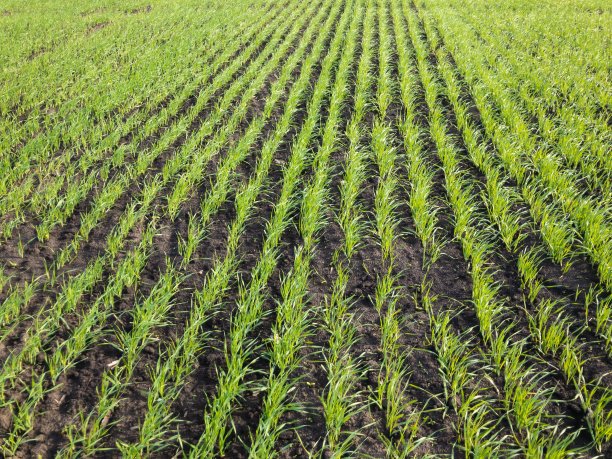 乌克兰春天的景色，在农田上的嫩芽图片下载