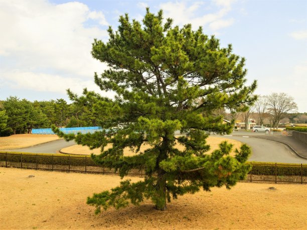 日本，3月25,201:日本茨城市日立海滨公园的树图片下载