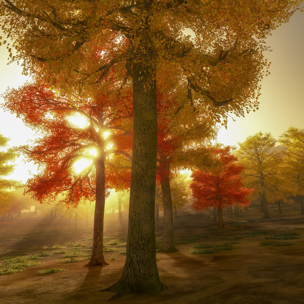阳光穿透公园里秋日的树木图片下载
