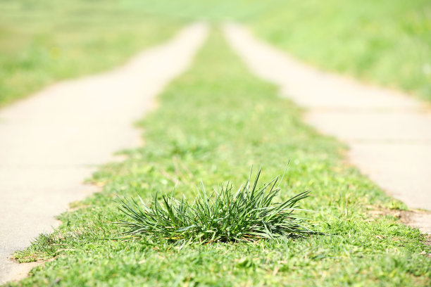 在向远处延伸的混凝土道路的两道沟壑之间的一丛绿草。公园绿地之间的道路在背景中显得模糊。夏天天气晴朗图片下载