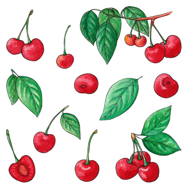 樱桃水彩插图集。手绘元素上的白色背景。孤立的水彩素描浆果。带叶的樱桃枝。植物插图。图片下载
