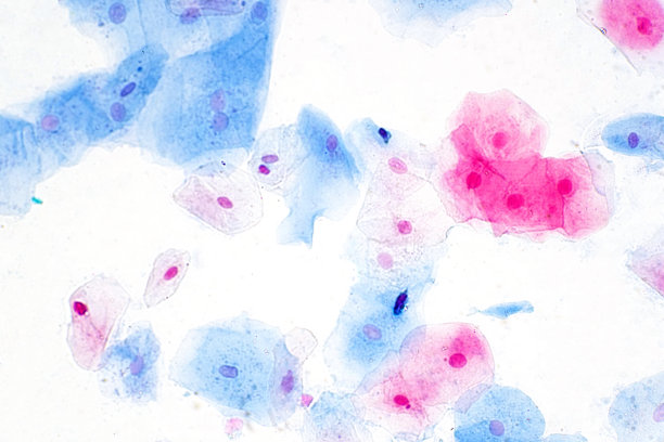 鳞状上皮细胞教育组织学显微镜下观察。人体组织。图片下载