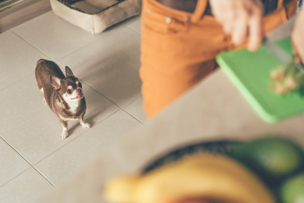 狗在看女主人如何做饭图片下载