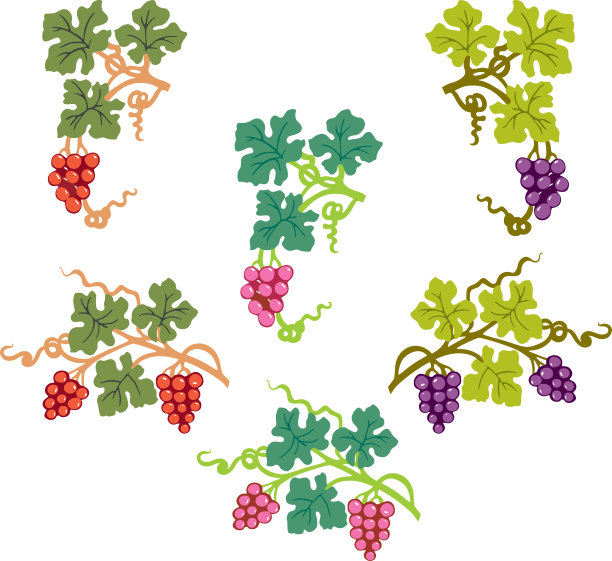 一组装饰性的藤蔓树枝图片下载