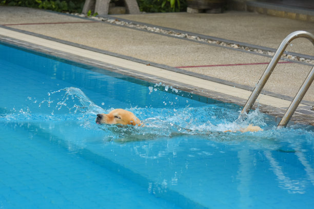 金毛小狗在游泳池里锻炼图片下载