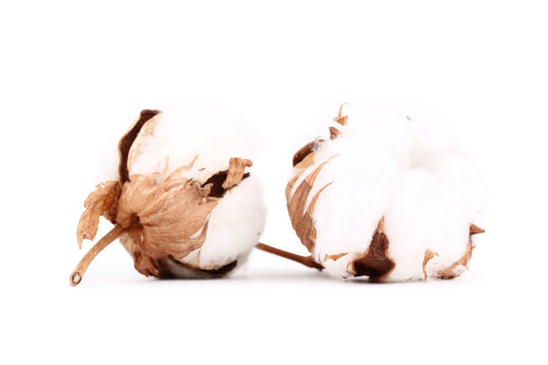 白色背景上孤立的棉花花图片下载