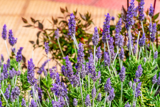 美丽的形象与薰衣草盛开降低了早晨的太阳图片下载