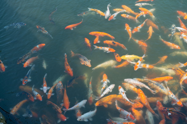 池塘里的鱼图片下载