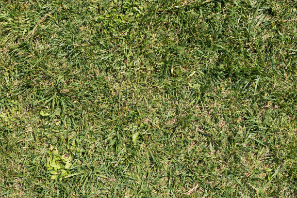 绿草的纹理图片下载