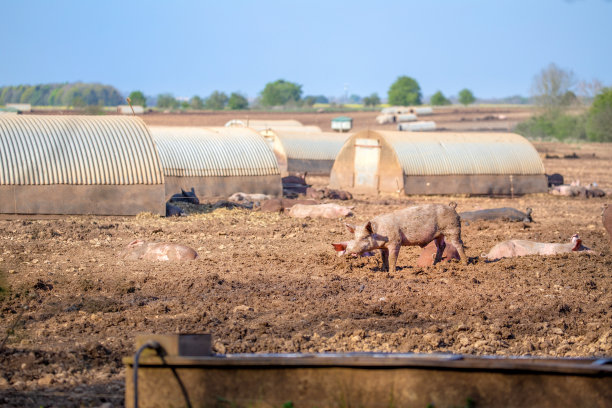 一群快乐、满足的猪在有机养猪场的泥里打滚图片下载