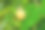 成熟的黄色覆盆子挂在绿叶的枝头上，在阳光的照耀下，风景如画图片下载