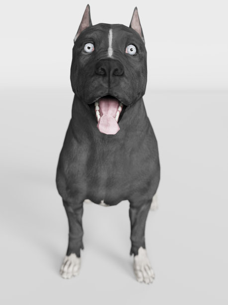 斗牛犬震惊和惊讶的张开嘴白色背景3d渲染图片下载