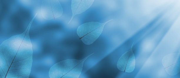 蓝色背景上的秋叶图像图片下载