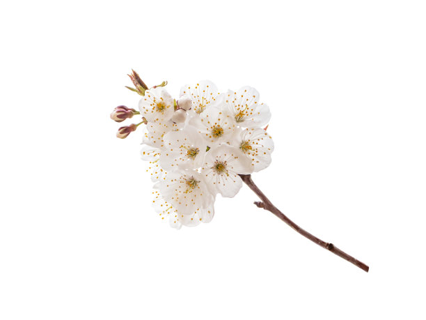 樱花孤立在白色上。图片下载