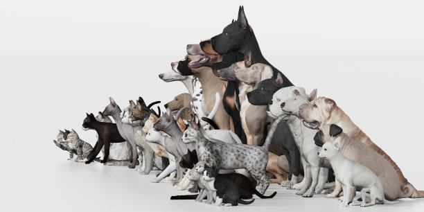 狗和猫作为组坐在一起3d渲染图片下载