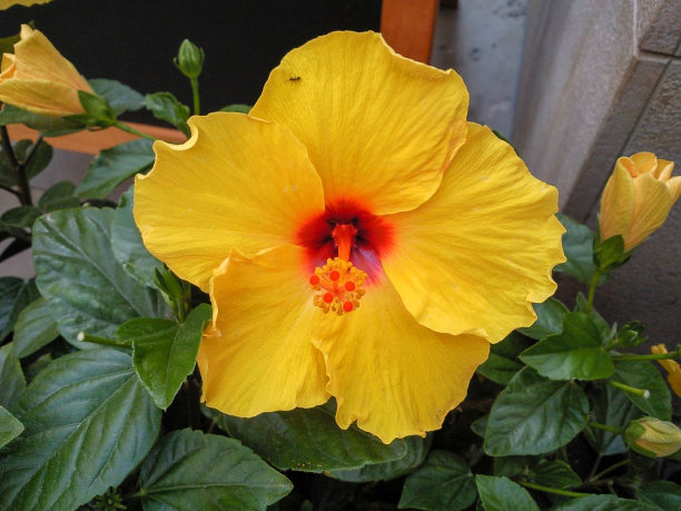 黄花夏日美图片下载