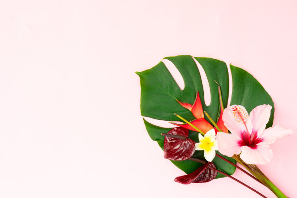 热带绿叶图片下载