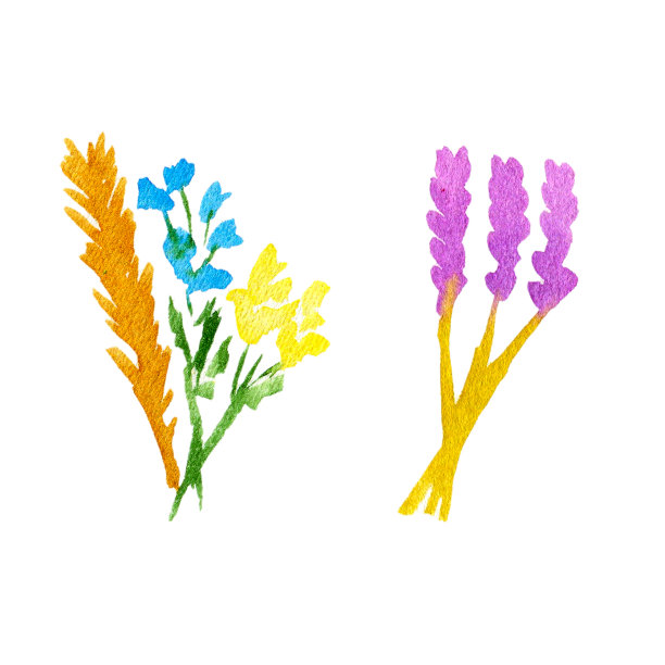 水彩花集。手绘插图孤立在白色背景。草地上的花朵,淡紫色。图片下载