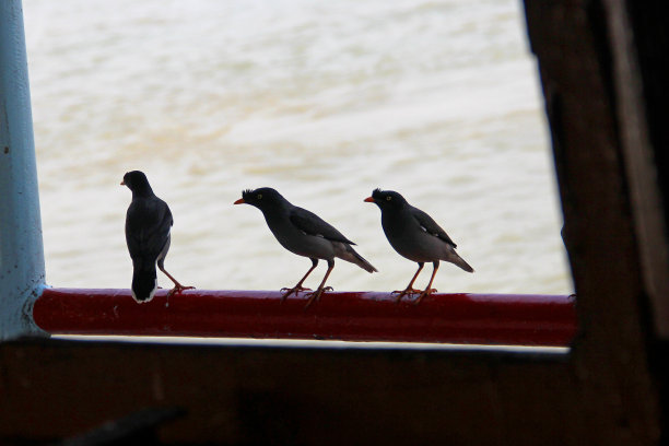 印度麻雀栖息在河边模糊的墙上的黑色剪影。图片下载