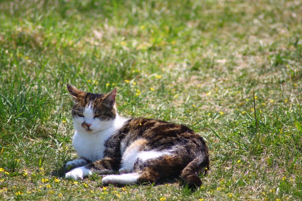 草丛中的猫图片下载