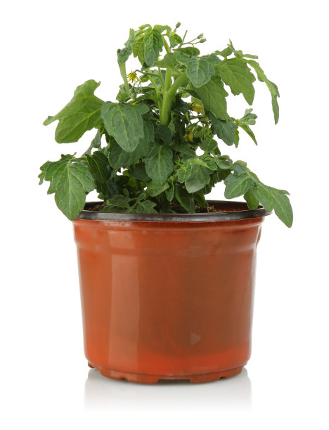 番茄植株生长在盆中，孤立在白色上图片下载