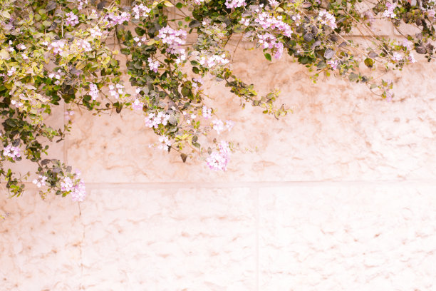 新鲜的春天绿色与白色的花和叶植物越过墙的背景图片下载