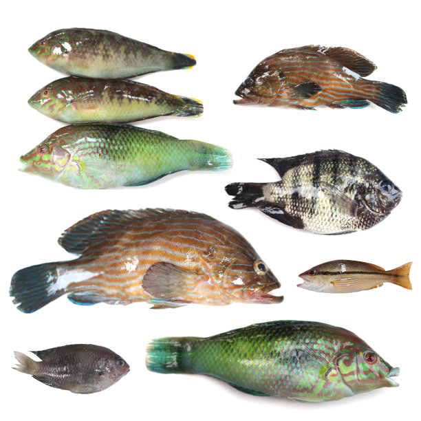 珊瑚礁上的海鱼。图片下载