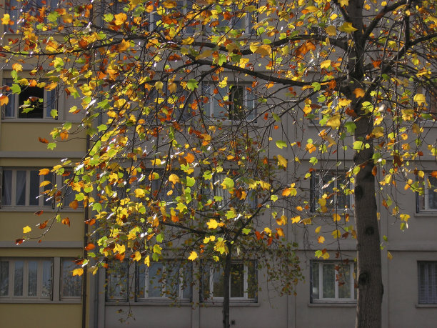 秋天的树木在城市里图片下载
