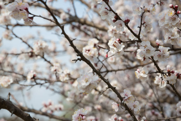 盛开的杏树户外照片为平面和网页设计，为网站或手机应用程序。图片下载