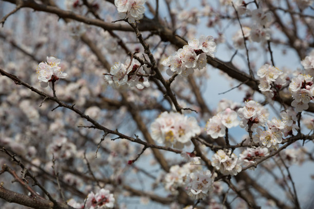 盛开的杏树户外照片为平面和网页设计，为网站或手机应用程序。图片下载