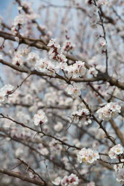 盛开的杏树户外照片为平面和网页设计，为网站或手机应用程序。图片下载