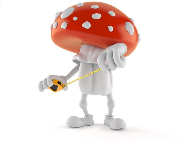 伞菌性状持卷尺图片下载