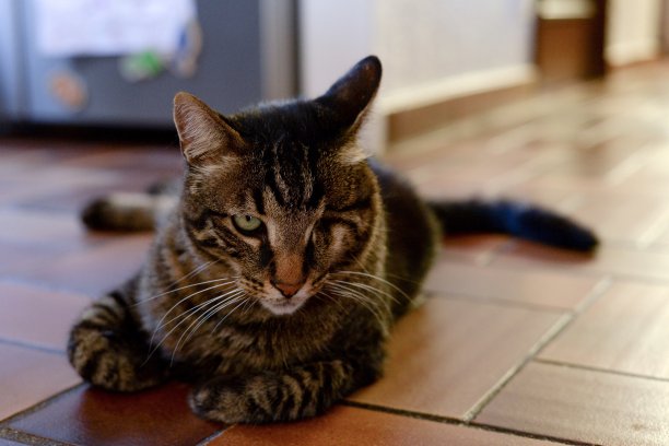 细长气泡图片下载