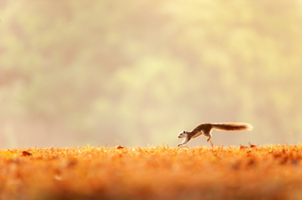 夏日清晨，一只变型松鼠在金色的草原上奔跑。图片下载