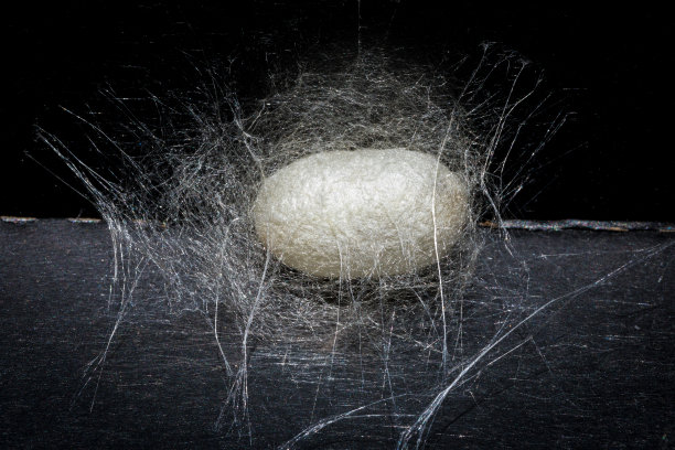 茧的蚕图片下载