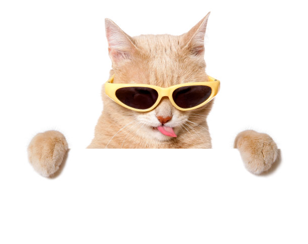 有趣的猫与一个空白的标志在白色图片下载