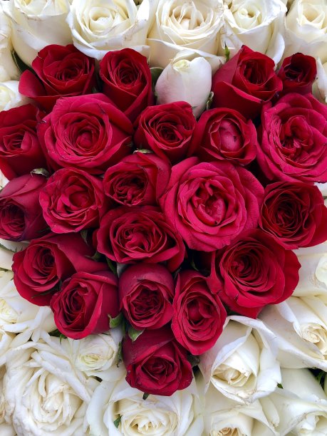 平面红玫瑰心形花盒，浪漫的插花配以白玫瑰和红玫瑰心形浪漫照片为情人节爱情主题图片下载