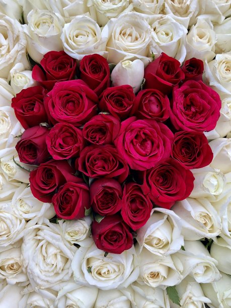 平面红玫瑰心形花盒，浪漫的插花配以白玫瑰和红玫瑰心形浪漫照片为情人节爱情主题图片下载