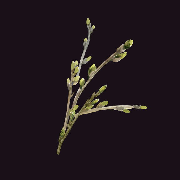 春天的分支。图片下载