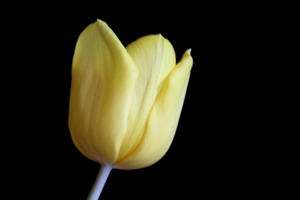 黄色郁金香图片下载