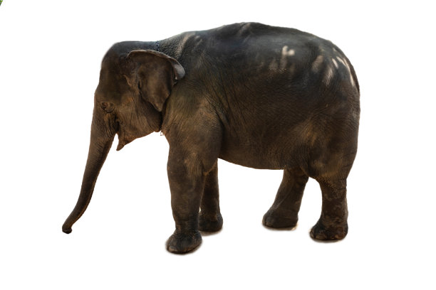 大的泰国大象图片下载