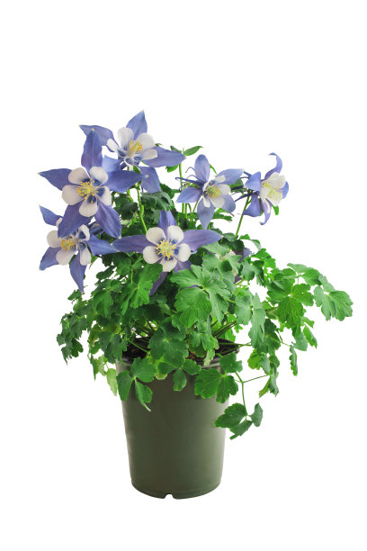 科伦拜，阿奎勒吉亚孤立在白色背景下图片下载