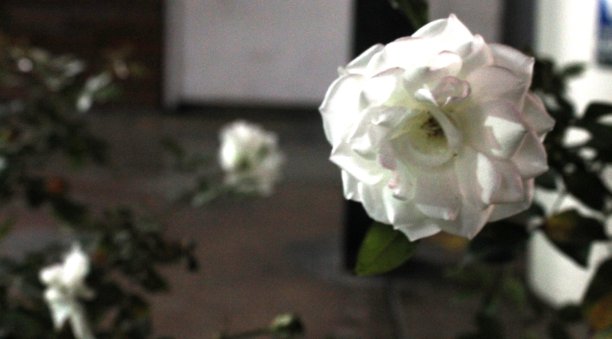 白玫瑰的叶子是绿色的，后面有更多的白玫瑰图片下载