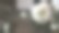 白玫瑰的叶子是绿色的，后面有更多的白玫瑰图片下载