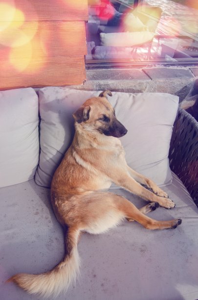 狗坐在室外沙发与散焦灯图片下载