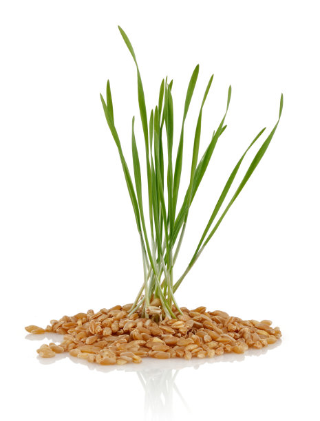 绿色的小麦芽孤立在白色上图片下载