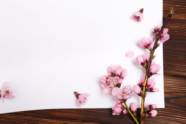 白色的纸和杏树枝与花在木制的背景。文本。春天的概念来了，复活节快乐，母亲节。前视图。剥。副本的空间。——图片图片下载